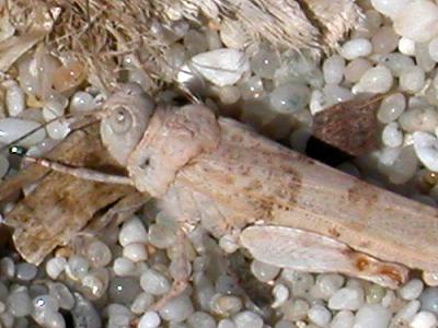 Cavalletta in spiaggia